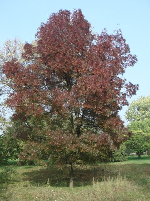 Fraxinus angustifolia 'Raywood' automne